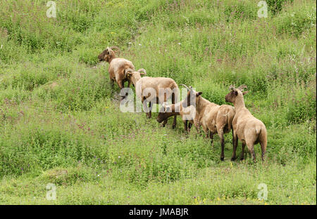 Eine kleine Herde von seltenen Rasse Manx Loaghtan Schafe (Ovis Aries) Weiden auf ein Kraut bedeckt Hügel. Stockfoto