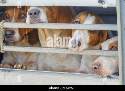 Die East Lincs (Lincolnshire) Basset Hounds - Hunde in den Anhänger warten darauf, den Tag zu beginnen Stockfoto