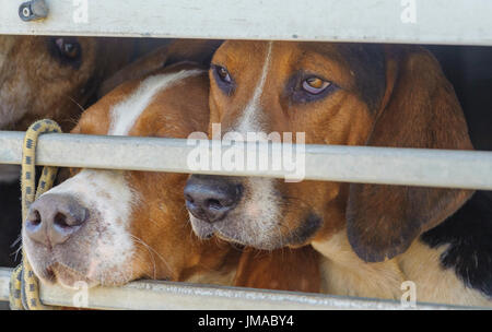 Die East Lincs (Lincolnshire) Basset Hounds - Hunde in den Anhänger warten darauf, den Tag zu beginnen Stockfoto