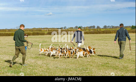 Die East Lincs (Lincolnshire) Basset Hounds - der Jäger und Hunde Weg für den Tag Jagd Kreuzung Wiese-pack Stockfoto