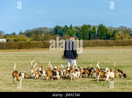 Die East Lincs (Lincolnshire) Basset Hounds - der Jäger und Hunde Weg für den Tag Jagd Kreuzung Wiese-pack Stockfoto