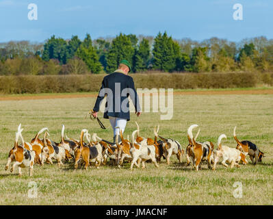 Die East Lincs (Lincolnshire) Basset Hounds - der Jäger und Hunde Weg für den Tag Jagd Kreuzung Wiese-pack Stockfoto