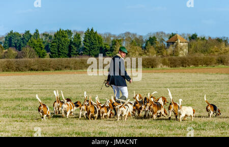 Die East Lincs (Lincolnshire) Basset Hounds - der Jäger und Hunde Weg für den Tag Jagd Kreuzung Wiese-pack Stockfoto