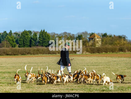 Die East Lincs (Lincolnshire) Basset Hounds - der Jäger und Hunde Weg für den Tag Jagd Kreuzung Wiese-pack Stockfoto