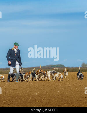 Die East Lincs (Lincolnshire) Basset Hounds - The Huntsman und das Pack von Hunden entfernt für die Jagd auf Tag überqueren einen Acker Stockfoto