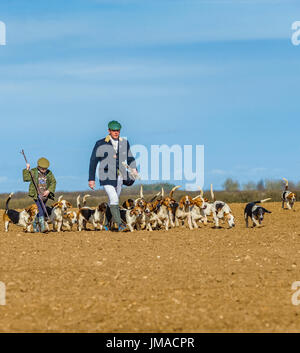 Die East Lincs (Lincolnshire) Basset Hounds - The Huntsman, mit einem jungen Helfer und das Pack von Hunden entfernt für die Jagd auf Tag überqueren einen Acker Stockfoto