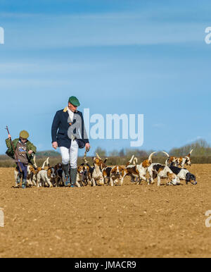 Die East Lincs (Lincolnshire) Basset Hounds - The Huntsman, mit einem jungen Helfer und das Pack von Hunden entfernt für die Jagd auf Tag überqueren einen Acker Stockfoto