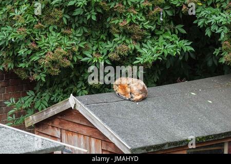 London, UK. 26. Juli 2017. Eine städtische Rotfuchs auf ein Gartenhaus Dach schlafen. Bildnachweis: Claire Doherty/Alamy Live News Stockfoto