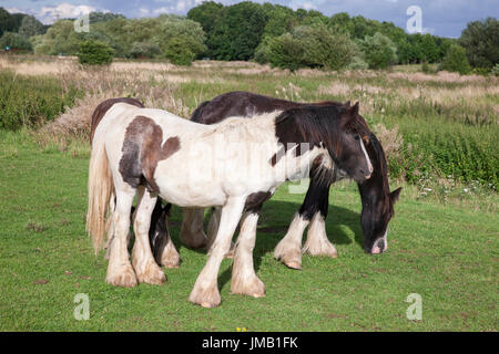 Northampton, Wetter 27. Juli 2017, A warmen sonnigen Abend mit gelegentlichen Regenschauern entlang dem Fluss Nene, braun, schwarz und weiß-Pferde weiden auf den Wiesen entlang des Flusses. Bildnachweis: Keith J Smith. / Alamy Live News Stockfoto