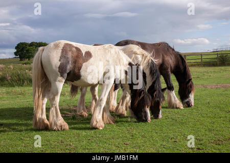 Northampton, Wetter 27. Juli 2017, A warmen sonnigen Abend mit gelegentlichen Regenschauern entlang dem Fluss Nene, braun, schwarz und weiß-Pferde weiden auf den Wiesen entlang des Flusses. Bildnachweis: Keith J Smith. / Alamy Live News Stockfoto