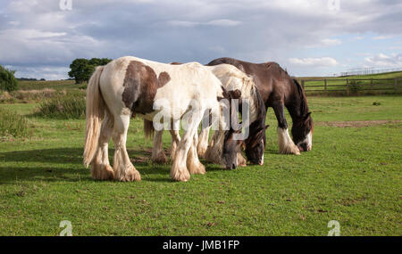 Northampton, Wetter 27. Juli 2017, A warmen sonnigen Abend mit gelegentlichen Regenschauern entlang dem Fluss Nene, braun, schwarz und weiß-Pferde weiden auf den Wiesen entlang des Flusses. Bildnachweis: Keith J Smith. / Alamy Live News Stockfoto