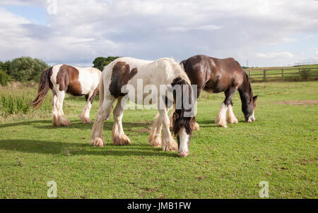 Northampton, Wetter 27. Juli 2017, A warmen sonnigen Abend mit gelegentlichen Regenschauern entlang dem Fluss Nene, braun, schwarz und weiß-Pferde weiden auf den Wiesen entlang des Flusses. Bildnachweis: Keith J Smith. / Alamy Live News Stockfoto