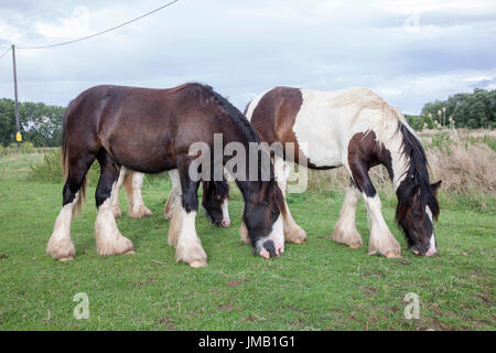 Northampton, Wetter 27. Juli 2017, A warmen sonnigen Abend mit gelegentlichen Regenschauern entlang dem Fluss Nene, braun, schwarz und weiß-Pferde weiden auf den Wiesen entlang des Flusses. Bildnachweis: Keith J Smith. / Alamy Live News Stockfoto