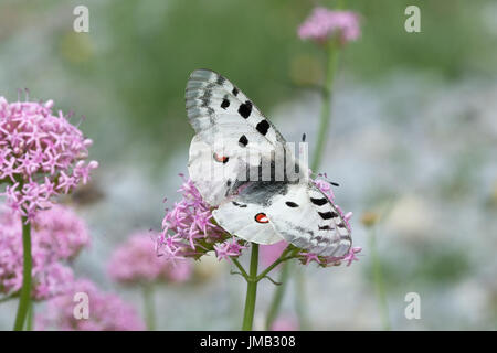 Eine schöne Apollo Schmetterling (schon Apollo) Nectaring auf rosa Baldrian Wildblumen in den französischen Alpen Stockfoto