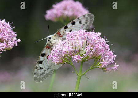 Eine schöne Apollo Schmetterling (schon Apollo) Nectaring auf rosa Baldrian Wildblumen in den französischen Alpen Stockfoto