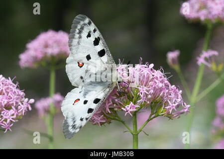 Eine schöne Apollo Schmetterling (schon Apollo) Nectaring auf rosa Baldrian Wildblumen in den französischen Alpen Stockfoto