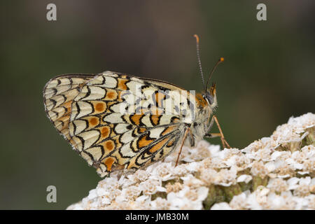 Nahaufnahme von Flockenblume Fritillary Butterfly (Melitaea Phoebe) auf Wildblumen in den französischen Alpen Stockfoto