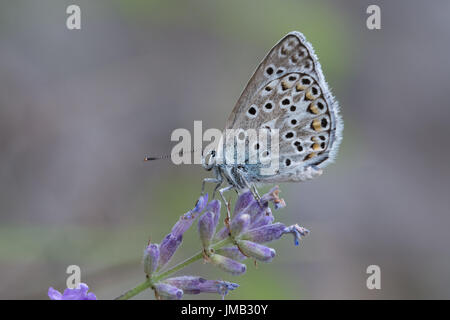 Nahaufnahme von Eschers blaue Schmetterling (Polyommatus Escheri) auf Lavendelblüten in den französischen Alpen Stockfoto