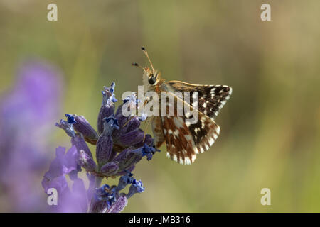 Rot-Underwing Skipper Butterfly (Spialia Sertorius) Nectaring auf Lavendel in Rimplas, Französische Alpen Stockfoto