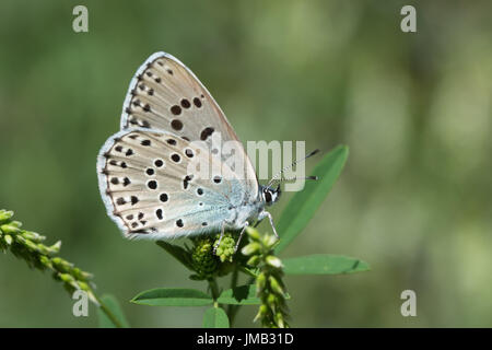 Nahaufnahme des großen blauen Schmetterling (Maculinea Arion oder Phengaris Arion) in den französischen Alpen Stockfoto