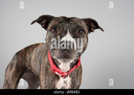 Porträt einer jungen Frau Staffordshire Bull Terrier in Großbritannien. Stockfoto