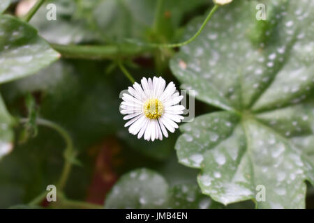 Blühende Blume nach Regen Stockfoto