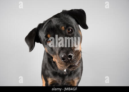 Porträt einer 2 Jahre alten Rottweiler-Hündin in Großbritannien. Stockfoto