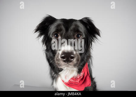 Porträt einer männlichen Border Collie in Großbritannien. Stockfoto