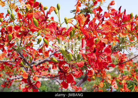 Delonix Regia Stockfoto