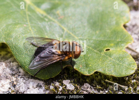 Parasitäre Tachina Fly Phasia Hemiptera aus Mandal, Norwegen, im Sommer, Juli Stockfoto