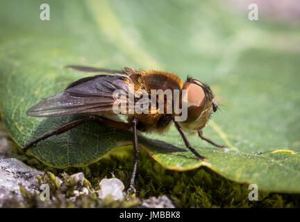 Parasitäre Tachina Fly Phasia Hemiptera aus Mandal, Norwegen, im Sommer, Juli Stockfoto