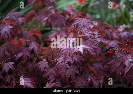 Japanischer Ahorn oder Acer im Regen Stockfoto