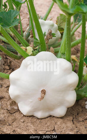 Pattypan White Squash im Garten Stockfoto
