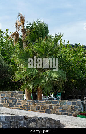 Eine große grüne Palme wächst hinter einer Steinmauer Stockfoto