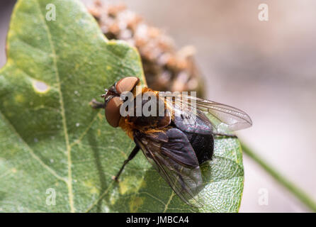 Parasitäre Tachina Fly Phasia Hemiptera aus Mandal, Norwegen, im Sommer, Juli Stockfoto