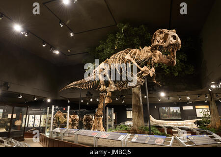 EDITORIAL, 12. Juli 2017, Bozeman Montana, Museum der Rockies, Tyrannosaurus Rex fossilen Ausstellung Stockfoto