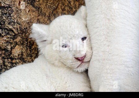 Afrikanischen weißen Löwen Cub - Panthera leo Stockfoto