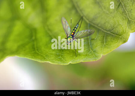 Langbeinige Fly - Dolichopodidae Familie (unbekannter Spezies) Stockfoto