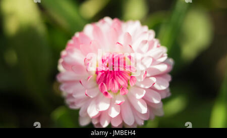 Eine Daisy Blume auf einem grünen Hintergrund. Ein Feld Gänseblümchen auf dem Gebiet der Gerbera oder Gänseblümchen schöne rosa Blumen im Garten mit Feder Bokeh Hintergrund Stockfoto