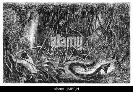 Sucuriju, mythische amazonas-Riesenschlange, realistisch ein Anaconda, Angriff aus dunklen Dschungel Vegetation. Radierkunst von Minne und Rondé 1861 Stockfoto