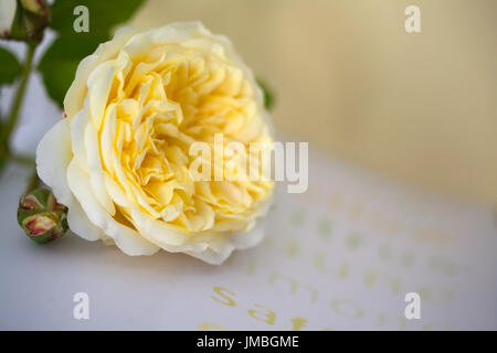 Still Life-Studie Rose den Pilger Stockfoto