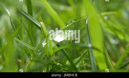 Nassem Rasen trocknen in der Sonne, Makro. Stockfoto