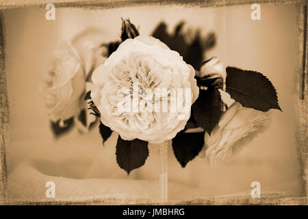 Still Life-Studie Rose den Pilger Stockfoto