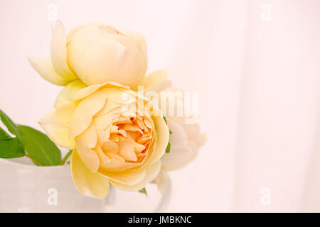 Studieren Sie in der Farbe der Rose Jude obskuren Stockfoto