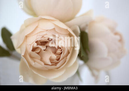 Studieren Sie in der Farbe der Rose Jude obskuren Stockfoto