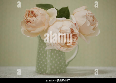 Studieren Sie in der Farbe der Rose Jude obskuren Stockfoto