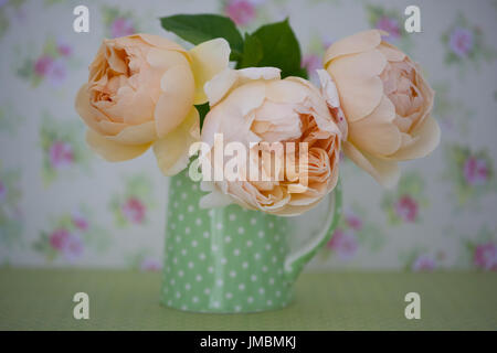 Studieren Sie in der Farbe der Rose Jude obskuren Stockfoto