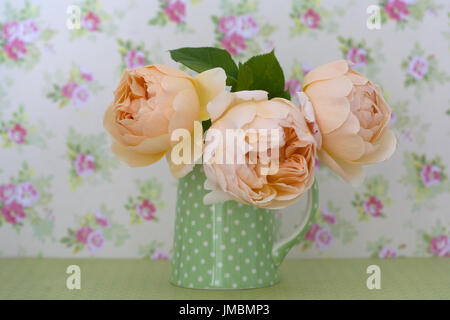 Studieren Sie in der Farbe der Rose Jude obskuren Stockfoto