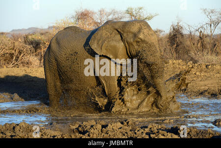 Madikwe Wildreservat Stockfoto