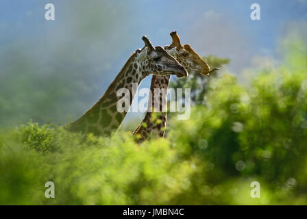 - Giraffe Giraffa, Tsavo, Kenia Safari Stockfoto